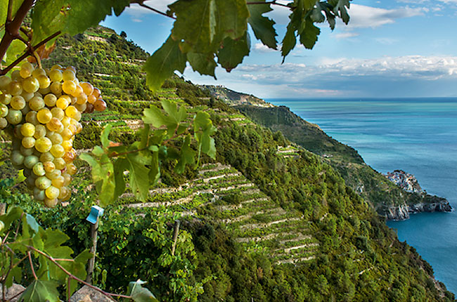 🍇 Bosco (Liguria – Cinque Terre)