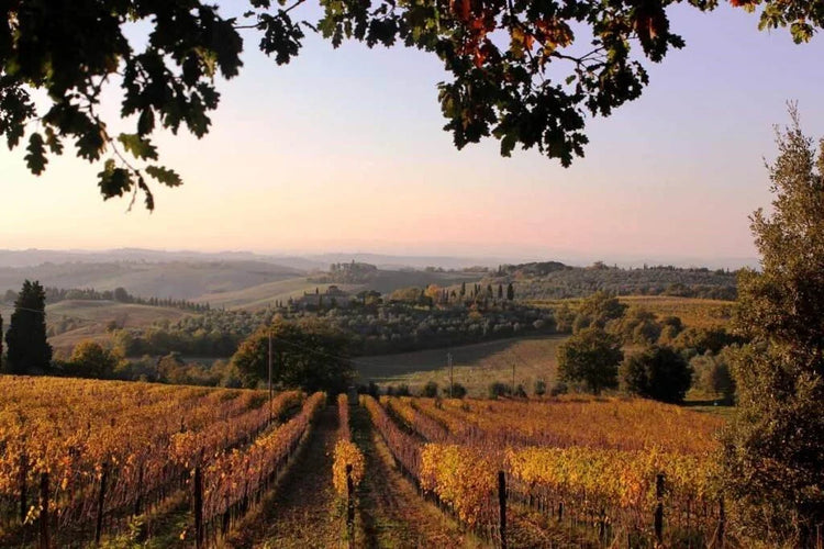 🍇 Donatella Cinelli Colombini (Tuscany)