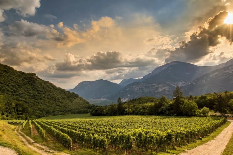 🍇 Ferrari Trento (Trentino)