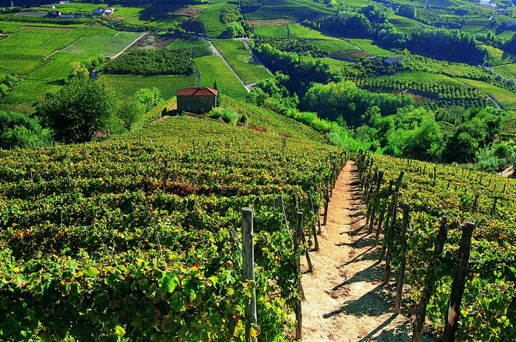 🍇 Monfalletto (Cordero di Montezemolo, Piedmont)