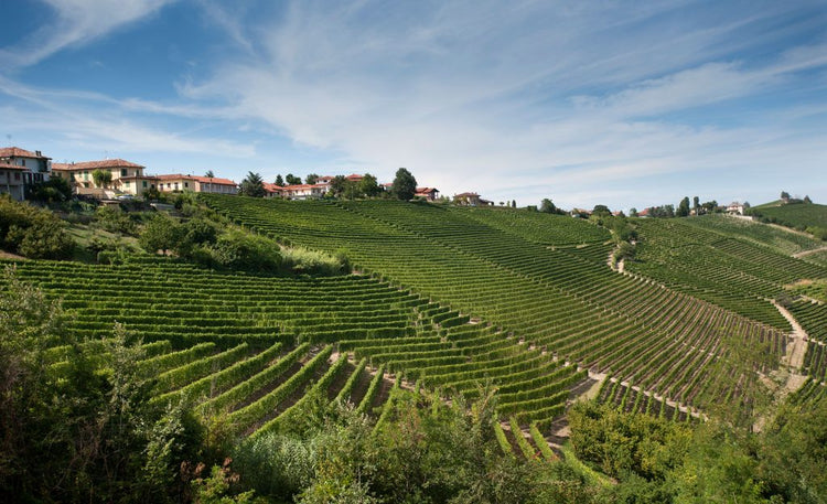 🍇 Pio Cesare (Piedmont)