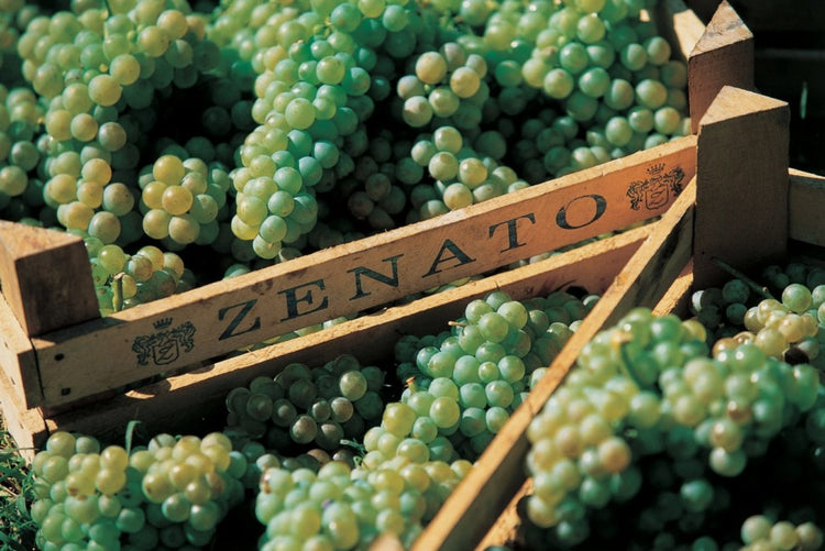 🍇 Zenato (Veneto)