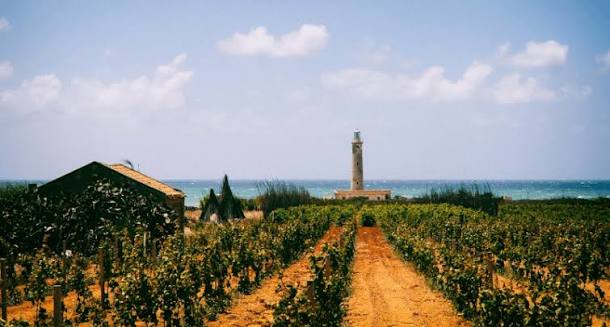 🍇 Cantine Ermes